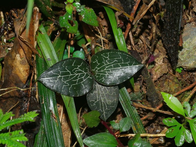 Anoectochilus formosanus, photographed by Jacy Chen