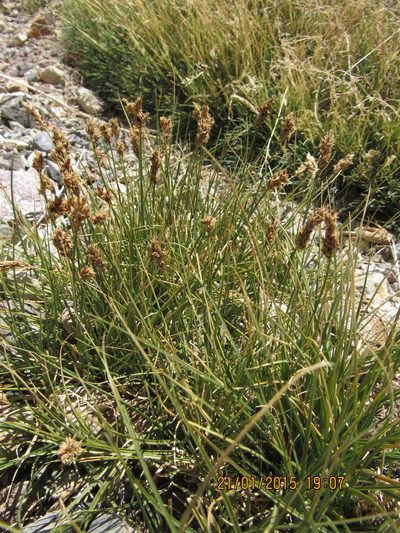 Carex gayana, photographed by Santiago Martín-Bravo