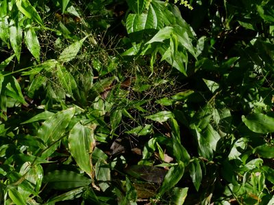 Panicum brevifolium, photographed by Jacy Chen