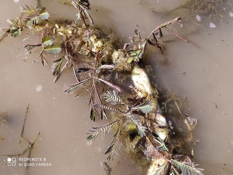 Neptunia oleracea, photographed by Luis Rubio-Yépez