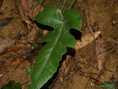 Stegnogramma wilfordii, photographed by Jacy Chen