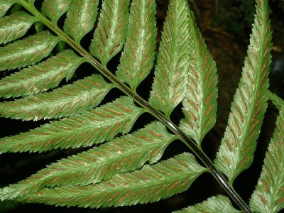 Asplenium wrightii, photographed by Jacy Chen