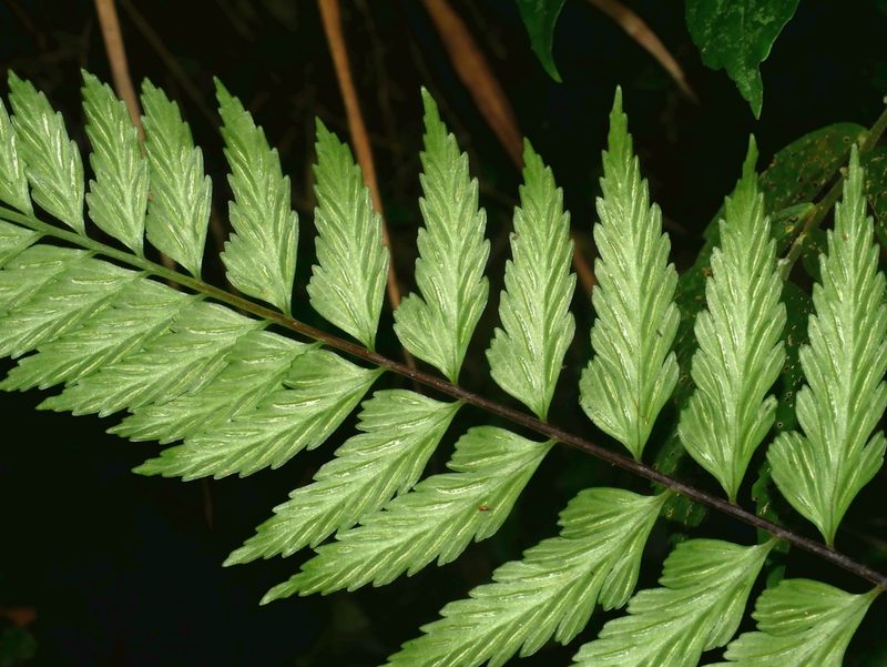 Asplenium cuneatiforme, photographed by Jacy Chen