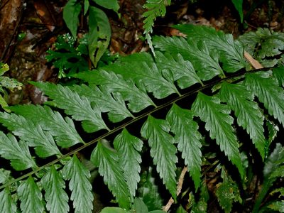 Asplenium cuneatiforme, photographed by Jacy Chen