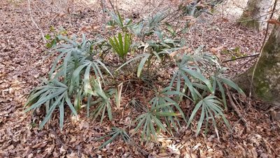 Rhapidophyllum hystrix, photographed by Rebecca Gimenez Husted