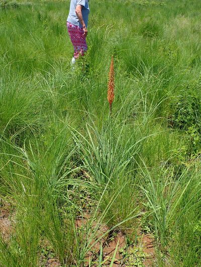Kniphofia laxiflora, photographed by Peter Warren