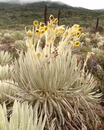 Espeletia killipii, photographed by Jairo Pinto