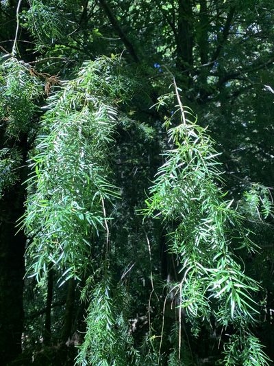 Prumnopitys andina, photographed by nitsuga74
