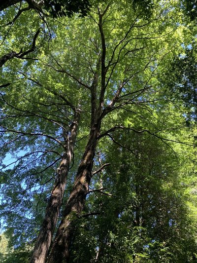 Nothofagus alpina, photographed by nitsuga74