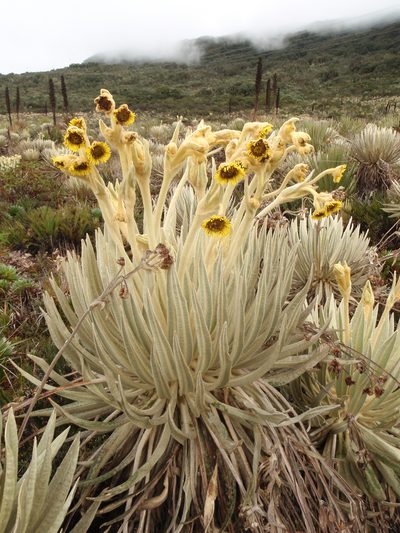 Espeletia killipii, photographed by Jairo Pinto