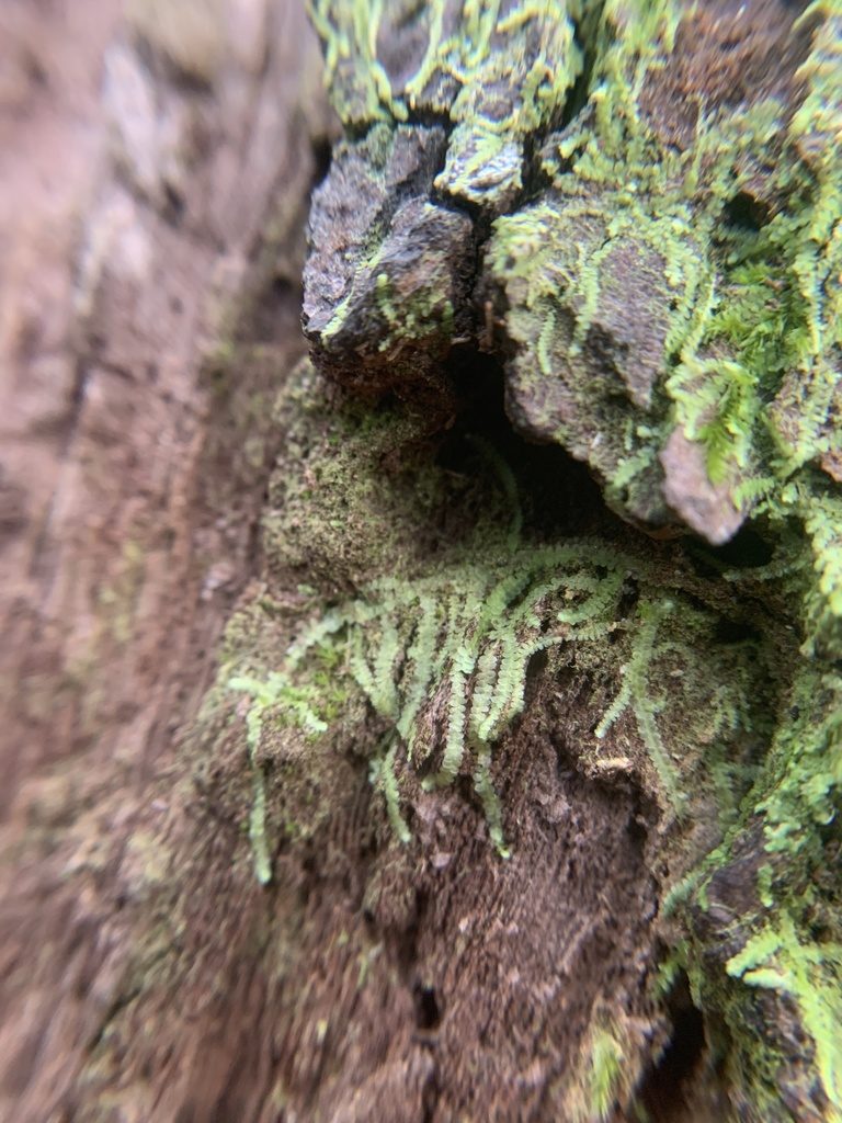 Lejeunea laetevirens, photographed by Brandon Corder