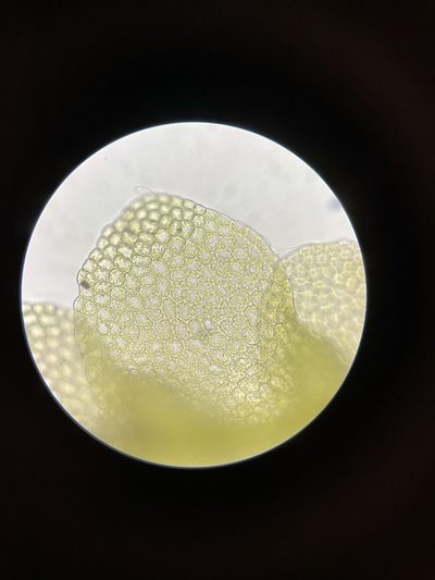 Lejeunea laetevirens, photographed by Brandon Corder