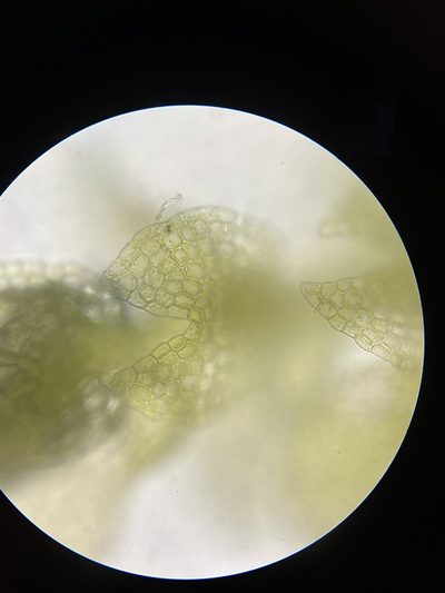 Lejeunea laetevirens, photographed by Brandon Corder