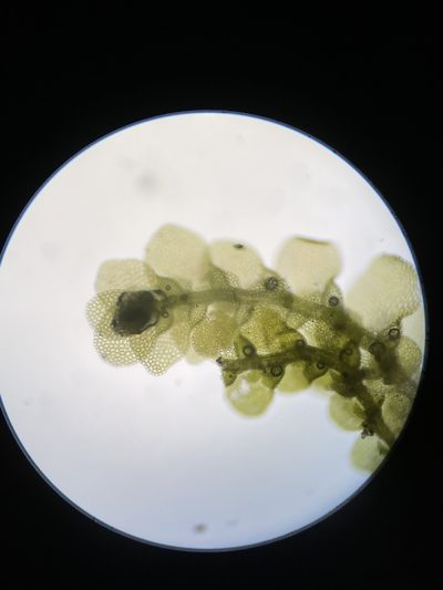 Lejeunea laetevirens, photographed by Brandon Corder