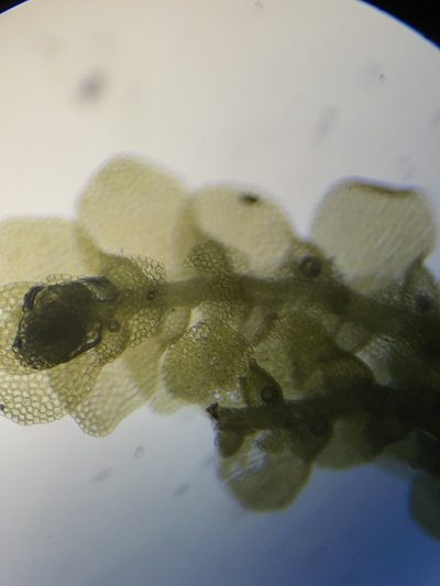 Lejeunea laetevirens, photographed by Brandon Corder