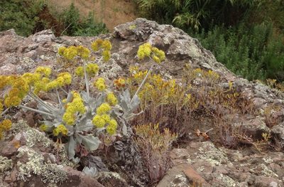 Dudleya verityi, photographed by Adam J. Searcy
