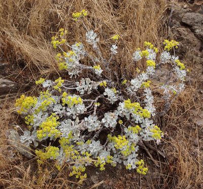 Eriogonum crocatum, photographed by Adam J. Searcy