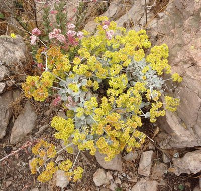 Eriogonum crocatum, photographed by Adam J. Searcy