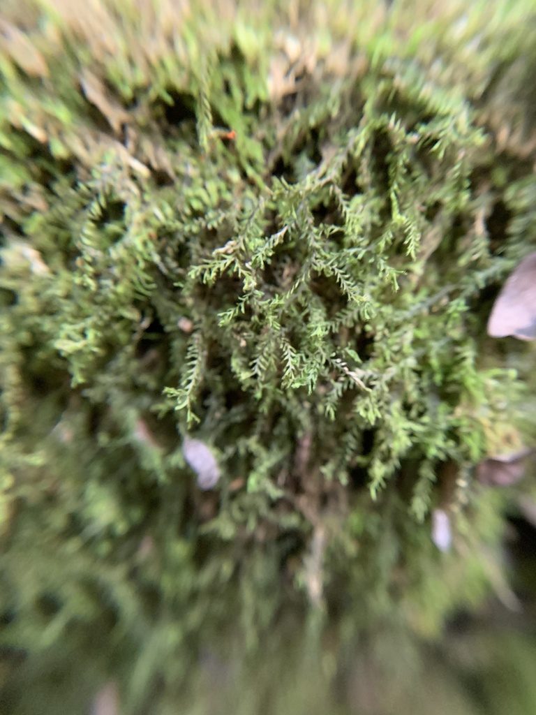 Plagiochila floridana, photographed by Brandon Corder