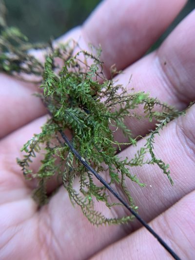 Plagiochila floridana, photographed by Brandon Corder