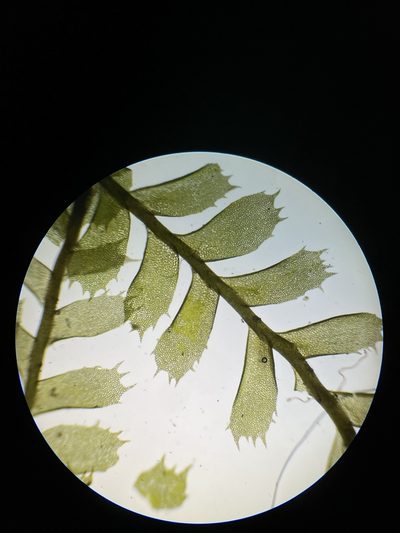 Plagiochila floridana, photographed by Brandon Corder