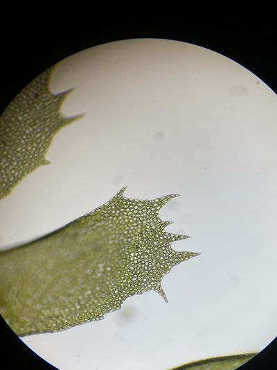 Plagiochila floridana, photographed by Brandon Corder