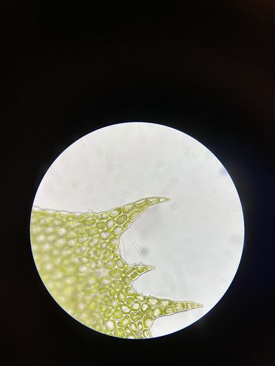 Plagiochila floridana, photographed by Brandon Corder