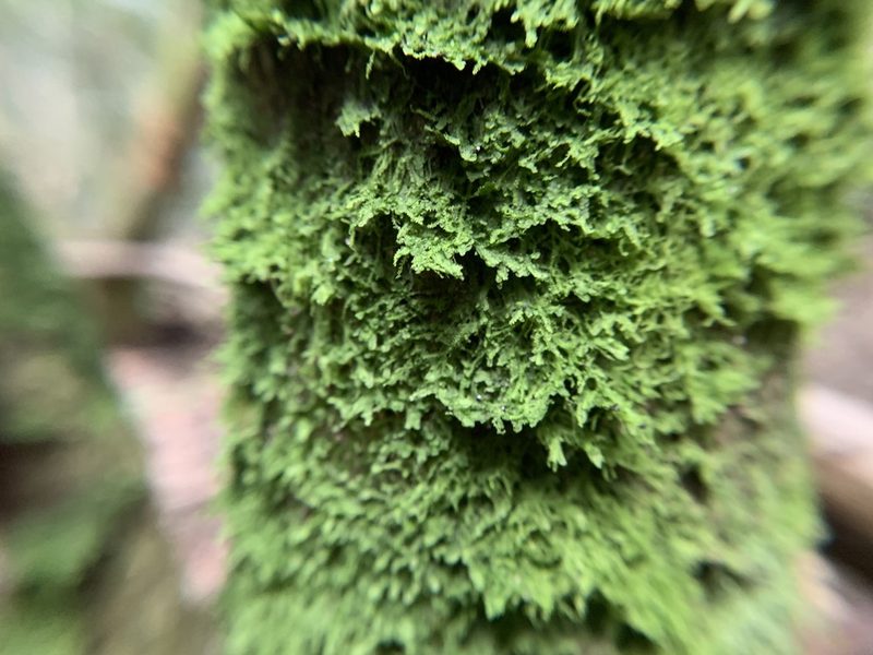 Lejeunea trinitensis, photographed by Brandon Corder