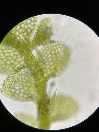 Lejeunea trinitensis, photographed by Brandon Corder