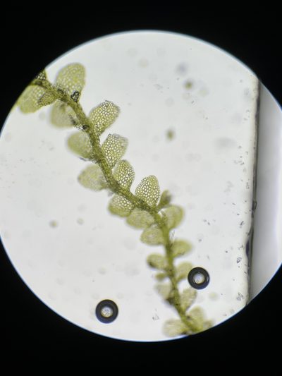 Lejeunea trinitensis, photographed by Brandon Corder