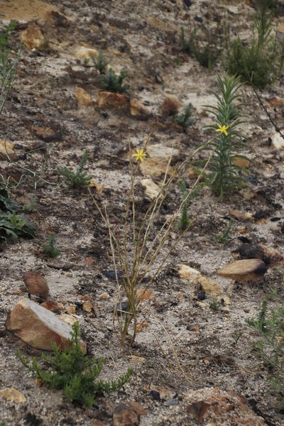 Moraea virgata, photographed by Tony Rebelo