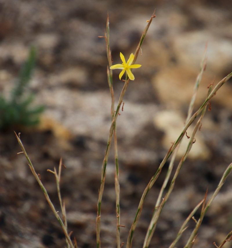 Moraea virgata, photographed by Tony Rebelo