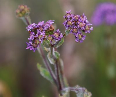 Pseudoselago verbenacea, photographed by Tony Rebelo
