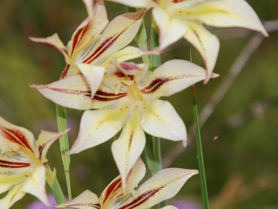 Gladiolus tristis, photographed by Tony Rebelo