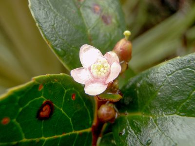 Symplocos theiformis, photographed by Jairo Pinto