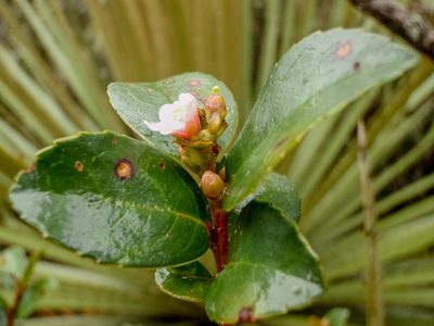 Symplocos theiformis, photographed by Jairo Pinto