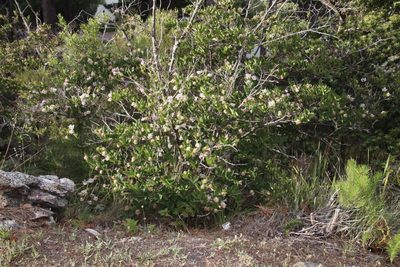 Dais cotinifolia, photographed by Tony Rebelo