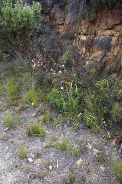 Cephalaria rigida, photographed by Tony Rebelo