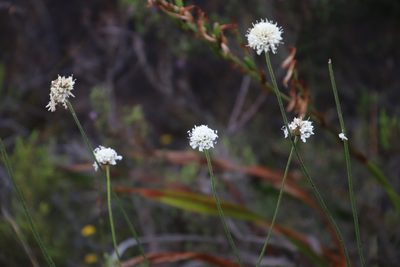 Cephalaria rigida, photographed by Tony Rebelo
