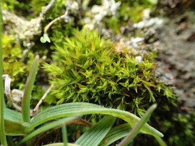 Vinealobryum vineale, photographed by George Greiff