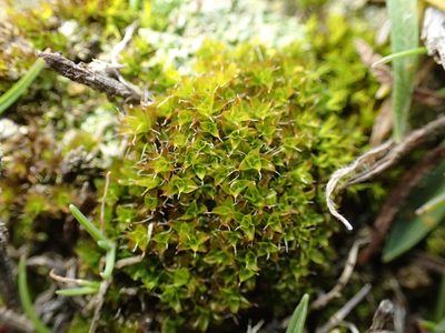 Syntrichia calcicola, photographed by George Greiff