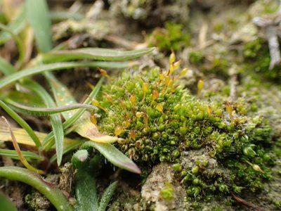 Pterygoneurum ovatum, photographed by George Greiff