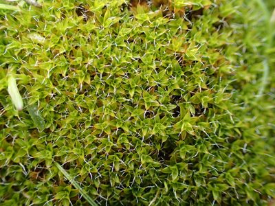Syntrichia calcicola, photographed by George Greiff