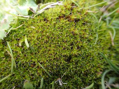 Syntrichia calcicola, photographed by George Greiff