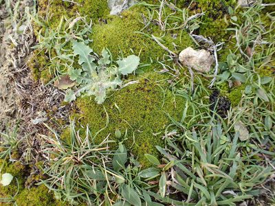 Syntrichia calcicola, photographed by George Greiff