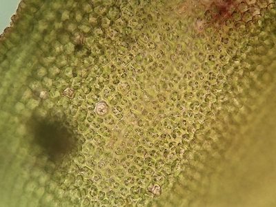 Syntrichia calcicola, photographed by George Greiff
