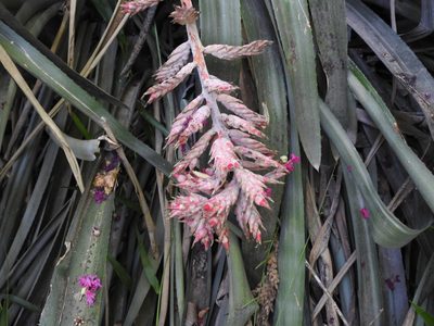 Aechmea distichantha, photographed by Eduardo Luis Beltrocco