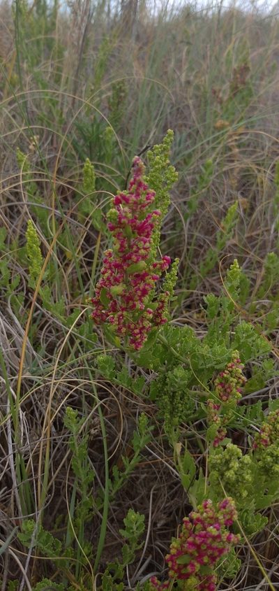 Chenopodium retusum, photographed by Cecilia Pombo Posente