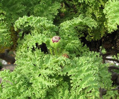 Scalesia helleri, photographed by Todd Boland