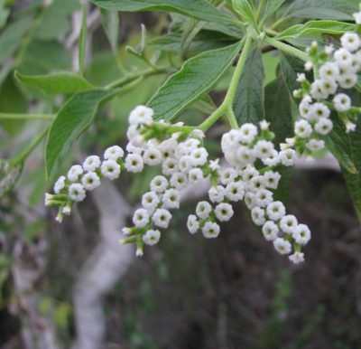 Tournefortia pubescens, photographed by Todd Boland